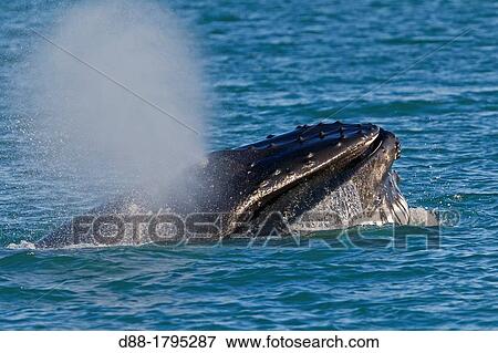 Stock Photo - Norway, Svalbard, Spitsbergen, Nordaustlandet, Humpback whale Megaptera novaeangliae, Mouth open with lateral lunge, surface feeding, expandable throat grooves. Fotosearch