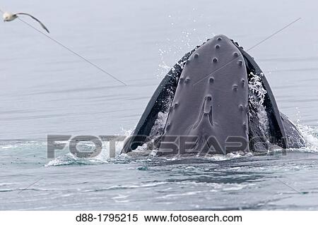 Stock Photography - Norway, Svalbard, Spitsbergen, Nordaustlandet, Humpback whale Megaptera novaeangliae, Mouth open with lateral lunge, surface feeding, expandable throat grooves. Fotosearch