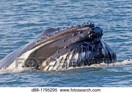 Norway, Svalbard, Spitsbergen, Nordaustlandet, Humpback whale Megaptera novaeangliae, Mouth open with lateral lunge, surface feeding, expandable throat grooves View Large Photo Image Stock Photography - Norway, Svalbard, Spitsbergen, Nordaustlandet, Humpback whale Megaptera novaeangliae, Mouth open with lateral lunge, surface feeding, expandable throat grooves. Fotosearch