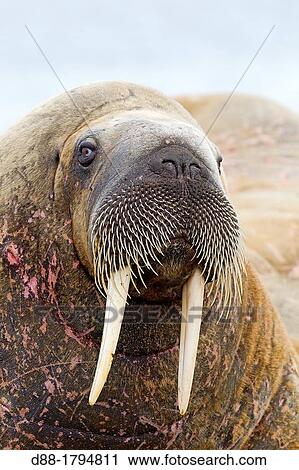 Stock Image - Norway, Svalbard, Walrus Odobenus rosmarus resting in beach colony. Fotosearch