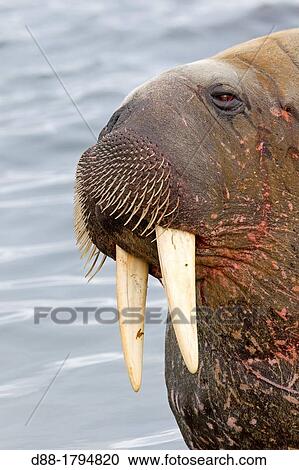 Norway, Svalbard, Walrus Odobenus rosmarus resting in beach colony View Large Photo Image Stock Image - Norway, Svalbard, Walrus Odobenus rosmarus resting in beach colony. Fotosearch