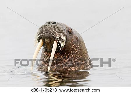 Norway, Svalbard, Walrus Odobenus rosmarus, in the water View Large Photo Image Stock Image - Norway, Svalbard, Walrus Odobenus rosmarus, in the water. Fotosearch