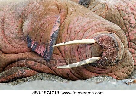 Norway, Svalbard, Walrus Odobenus rosmarus resting in beach colony View Large Photo Image Stock Photo - Norway, Svalbard, Walrus Odobenus rosmarus resting in beach colony. Fotosearch