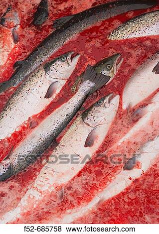 Norwegian Salmon cultivation, Unst Island. Shetland Islands, Scotland, UK View Large Photo Image Stock Photo - Norwegian Salmon cultivation, Unst Island. Shetland Islands, Scotland, UK. Fotosearch
