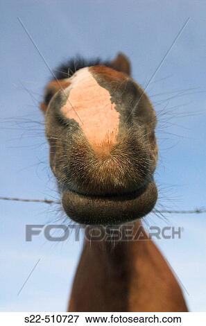 Nose of horse View Large Photo Image Stock Photo - Nose of horse. Fotosearch