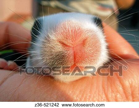 Nose of week old rabbit on hand View Large Photo Image Stock Image - Nose of week old rabbit on hand. Fotosearch