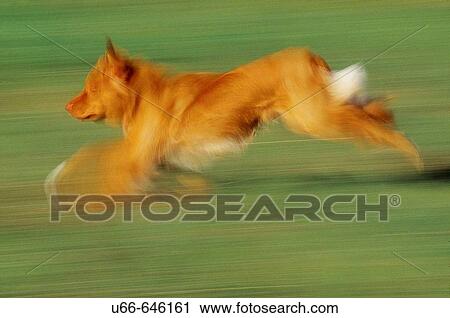 Nova Scotia Duck Tolling Retriever (Tollare) View Large Photo Image Stock Image - Nova Scotia Duck Tolling Retriever (Tollare). Fotosearch