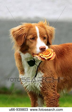 Nova Scotia Duck Tolling Retriever, Gotland, Sweden View Large Photo Image Stock Image - Nova Scotia Duck Tolling Retriever, Gotland, Sweden. Fotosearch