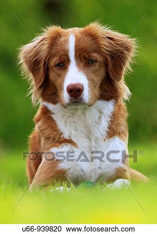 Nova Scotia Duck Tolling Retriever, Gotland, Sweden View Large Photo Image Stock Image - Nova Scotia Duck Tolling Retriever, Gotland, Sweden. Fotosearch