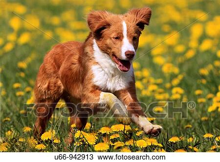 Nova Scotia Duck Tolling Retriever, Gotland, Sweden View Large Photo Image Stock Image - Nova Scotia Duck Tolling Retriever, Gotland, Sweden. Fotosearch