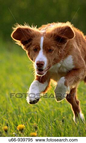 Stock Photography - Nova Scotia Duck Tolling Retriever, Gotland, Sweden. Fotosearch
