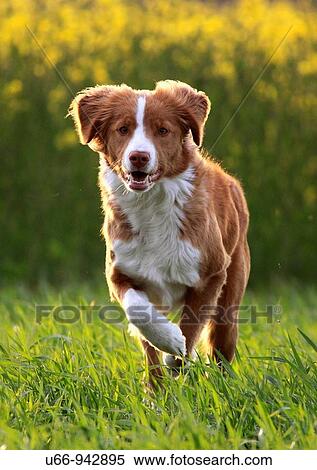 Nova Scotia Duck Tolling Retriever, Gotland, Sweden View Large Photo Image Stock Photography - Nova Scotia Duck Tolling Retriever, Gotland, Sweden. Fotosearch