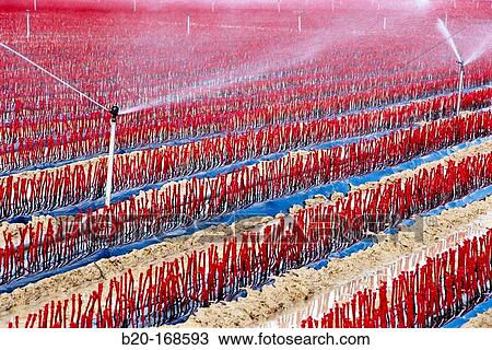 Nursery of vine grafts, irrigation. Legaria, Loquiz near Estella, Navarre, Spain View Large Photo Image Stock Image - Nursery of vine grafts, irrigation. Legaria, Loquiz near Estella, Navarre, Spain. Fotosearch