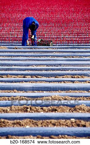 Picture - Nursery of vine grafts. Navarre. Spain. Fotosearch