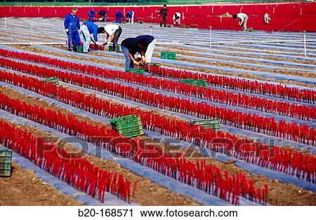 Nursery of vine grafts. Navarre. Spain View Large Photo Image Stock Image - Nursery of vine grafts. Navarre. Spain. Fotosearch