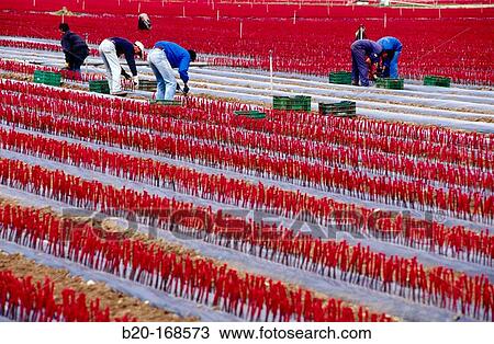 Nursery of vine grafts. Navarre. Spain View Large Photo Image Stock Image - Nursery of vine grafts. Navarre. Spain. Fotosearch