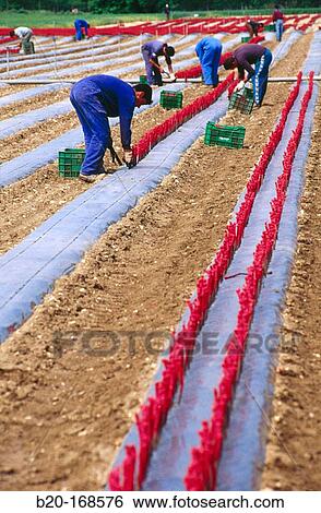 Nursery of vine grafts. Navarre. Spain View Large Photo Image Stock Photograph - Nursery of vine grafts. Navarre. Spain. Fotosearch
