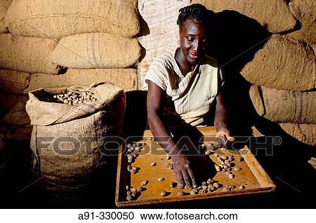 Nutmegs, a Grenada specialty. Woman drying and packing in a small factory. Caribbean View Large Photo Image Stock Image - Nutmegs, a Grenada specialty. Woman drying and packing in a small factory. Caribbean. Fotosearch
