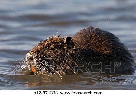 Nutria (Myocastor coypus) View Large Photo Image Stock Image - Nutria (Myocastor coypus). Fotosearch