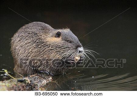 Stock Image - Nutria or coypu, Myocastor coypus, feeding, Germany. Fotosearch