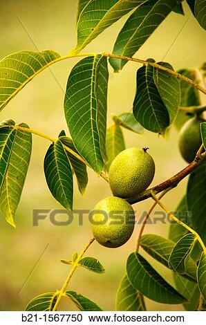 Nuts, Dordogne, Aquitaine, France View Large Photo Image Stock Image - Nuts, Dordogne, Aquitaine, France. Fotosearch