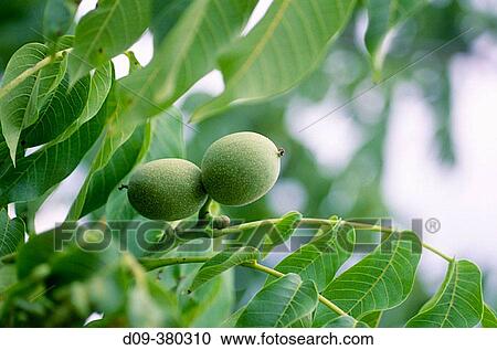 Nuts in walnut tree. Juglans regia. View Large Photo Image Stock Image - Nuts in walnut tree. Juglans regia.. Fotosearch