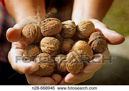 Nuts View Large Photo Image Stock Photograph - Nuts. Fotosearch
