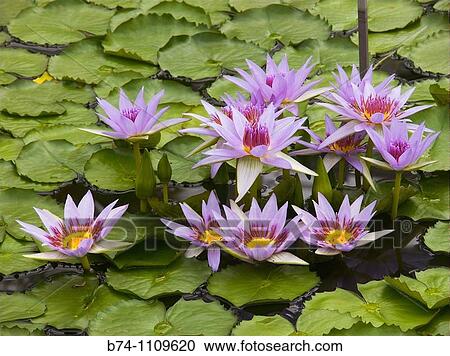 Stock Image - nymphaea carulea, garden botanic, meise, belgium. Fotosearch