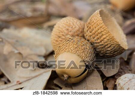 Stock Photo - Oak acorns at Guarda, Portugal. Fotosearch