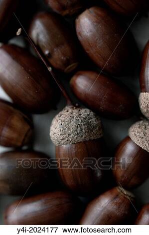 Stock Photo - Oak acorns. Close-up.. Fotosearch