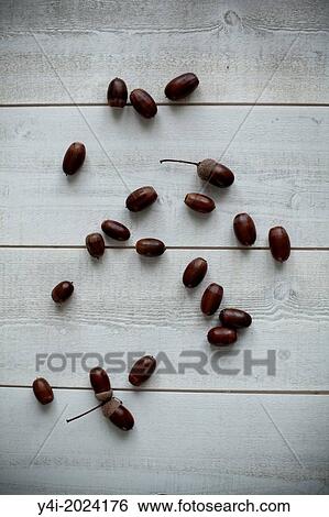 Oak acorns. Close-up. View Large Photo Image Stock Photograph - Oak acorns. Close-up.. Fotosearch