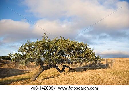 Stock Photo - Oak and grassland of Central California ranch, near Los Alamos,. Fotosearch