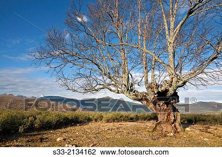 Oak in the Sierra Norte. Espinar. Guadalajara. Castilla la Mancha. Spain. View Large Photo Image Stock Image - Oak in the Sierra Norte. Espinar. Guadalajara. Castilla la Mancha. Spain.. Fotosearch