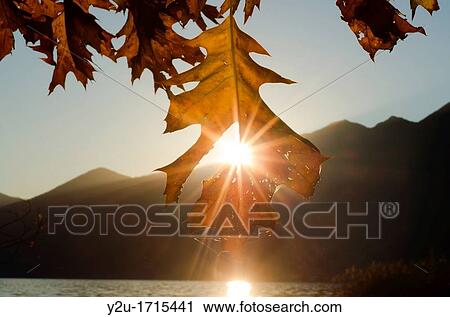 Oak leaf in backlight with sunbeam View Large Photo Image Stock Image - Oak leaf in backlight with sunbeam. Fotosearch