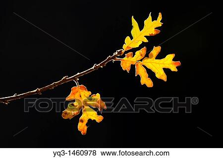 Oak leaves at sunrise in autumn View Large Photo Image Stock Photo - Oak leaves at sunrise in autumn. Fotosearch