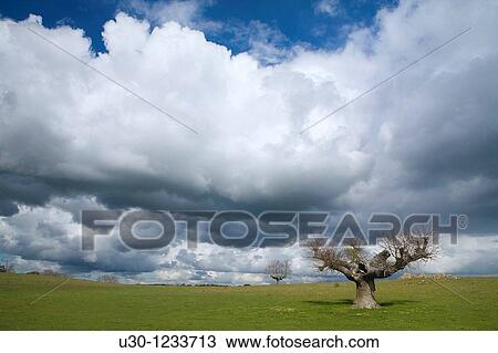 Oak Quercus pyrenaica in a dehesa with storm clouds Biosphere Reserve Herguijuela del Campo Salamanca, Castilla y Leon Spain View Large Photo Image Stock Image - Oak Quercus pyrenaica in a dehesa with storm clouds Biosphere Reserve Herguijuela del Campo Salamanca, Castilla y Leon Spain. Fotosearch