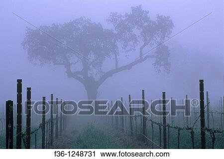 Oak tree and fog in vineyard in spring, near Villa Toscana, Paso Robles, San Luis Obispo County, California View Large Photo Image Stock Image - Oak tree and fog in vineyard in spring, near Villa Toscana, Paso Robles, San Luis Obispo County, California. Fotosearch