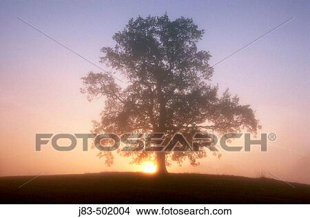 Picture - Oak tree at sunrise. Allgau, Bavaria, Germany. Fotosearch