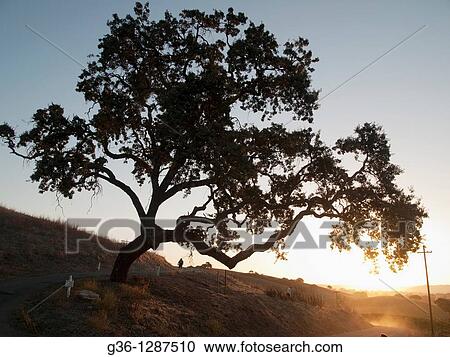 Oak tree at sunrise near Paso Robles, California, USA View Large Photo Image Stock Image - Oak tree at sunrise near Paso Robles, California, USA. Fotosearch
