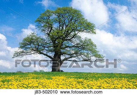 Oak tree. Hessen, Germany View Large Photo Image Stock Image - Oak tree. Hessen, Germany. Fotosearch
