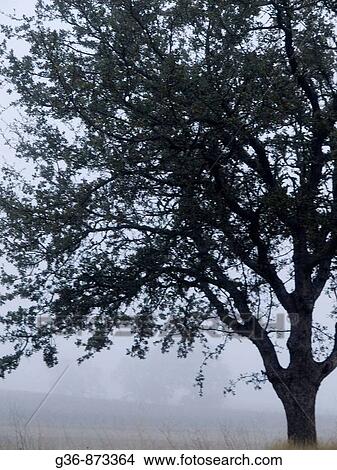 Oak tree in fog in Paso Robles, California, United States America View Large Photo Image Picture - Oak tree in fog in Paso Robles, California, United States America. Fotosearch