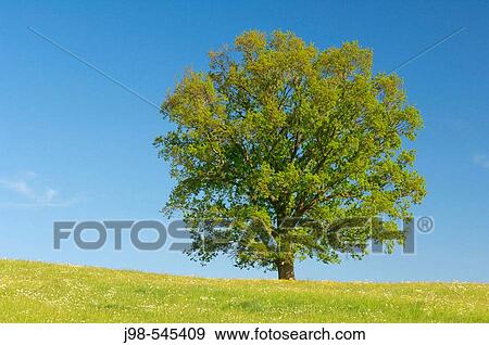 Oak Tree in meadow. Bavaria, Germany, Europe. View Large Photo Image Stock Photo - Oak Tree in meadow. Bavaria, Germany, Europe.. Fotosearch