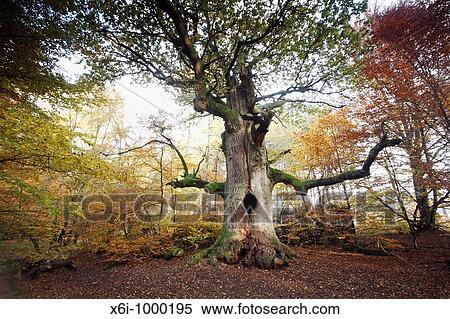 Stock Photography - Oak Tree Quercus robur, ancient tree in autumn, Sababurg Ancient Forest NP, N Hessen, Germany. Fotosearch