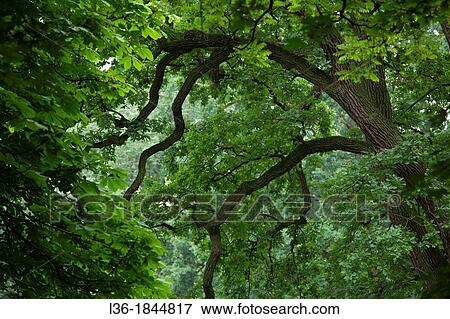 Oak tree View Large Photo Image Stock Photo - Oak tree. Fotosearch