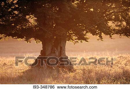 Stock Photograph - Oak tree. Fotosearch