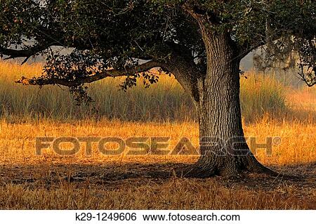 Stock Photograph - Oak trees and grasses in early spring. Fotosearch