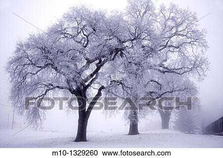Stock Image - Oak trees in the fog in Tehachapi, Bear Valley Springs, California. Fotosearch