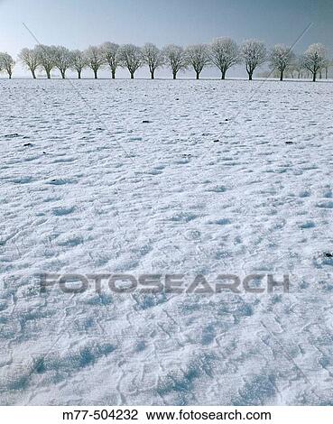 Oak trees in winter. Barseb? ck. Sk? ne. Sweden. View Large Photo Image Stock Image - Oak trees in winter. Barseb? ck. Sk? ne. Sweden.. Fotosearch