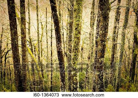Oak trees Muniellos Asturias Spain View Large Photo Image Stock Image - Oak trees Muniellos Asturias Spain. Fotosearch