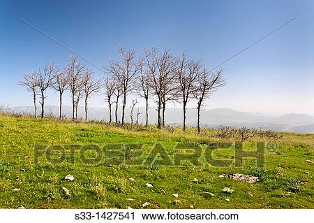 Oaks in the Cruces hill El Real de San Vicente Toledo Castilla la Mancha Spain View Large Photo Image Stock Image - Oaks in the Cruces hill El Real de San Vicente Toledo Castilla la Mancha Spain. Fotosearch